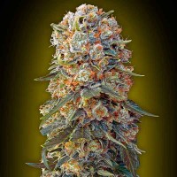 Achat Sweet Critical - 5 seeds