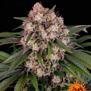 og-kush-