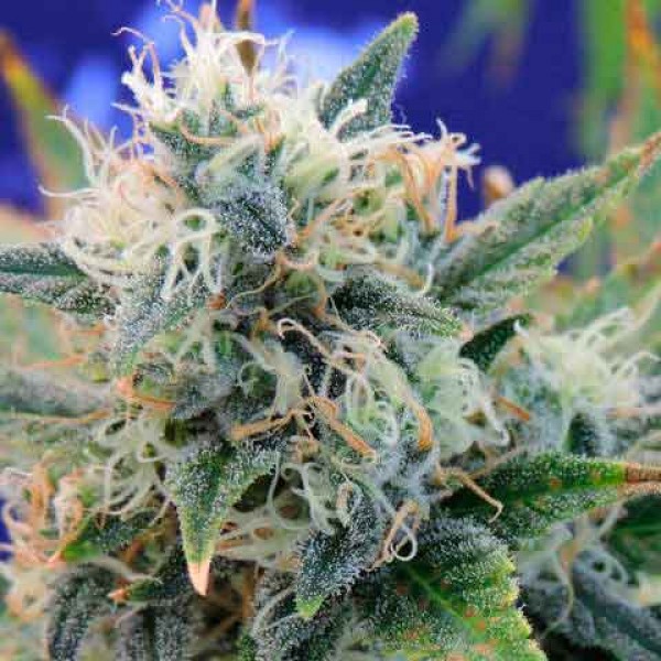 GIRL SCOUT COOKIES -  - 