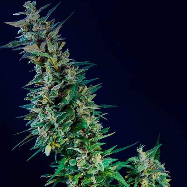 Kama Kush CBD - Kannabia