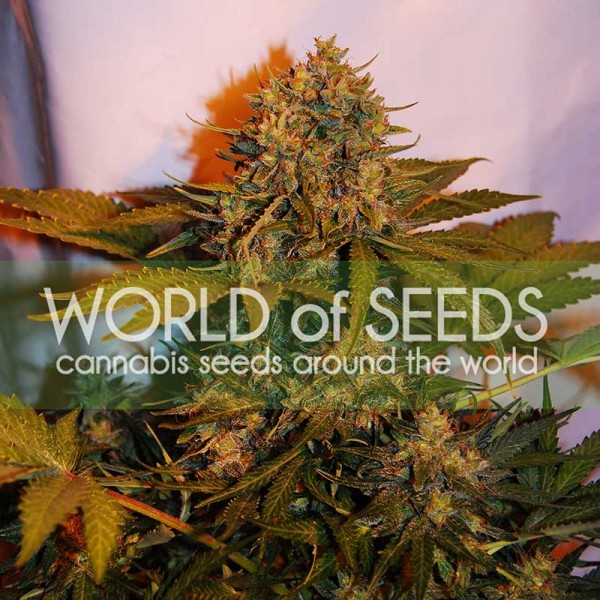 NORTHERN LIGHT X BIG BUD RYDER - World of Seeds