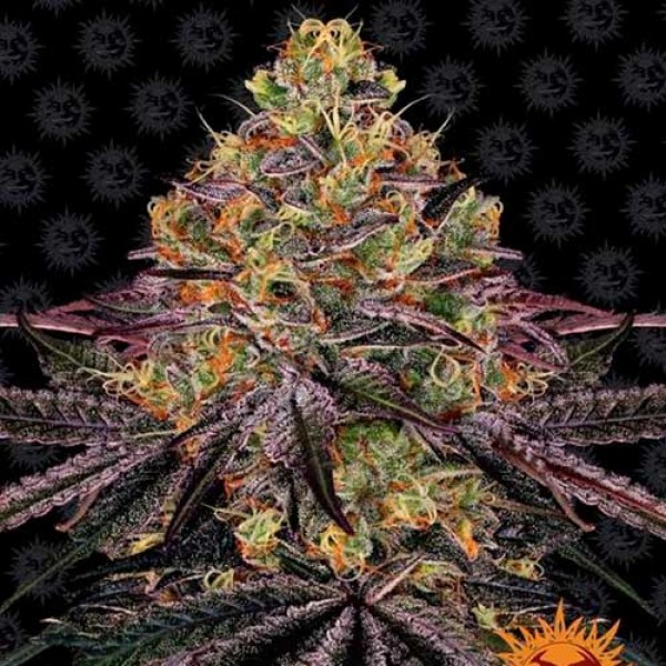 WATERMELON ZKITTLEZ - Barney's Farm