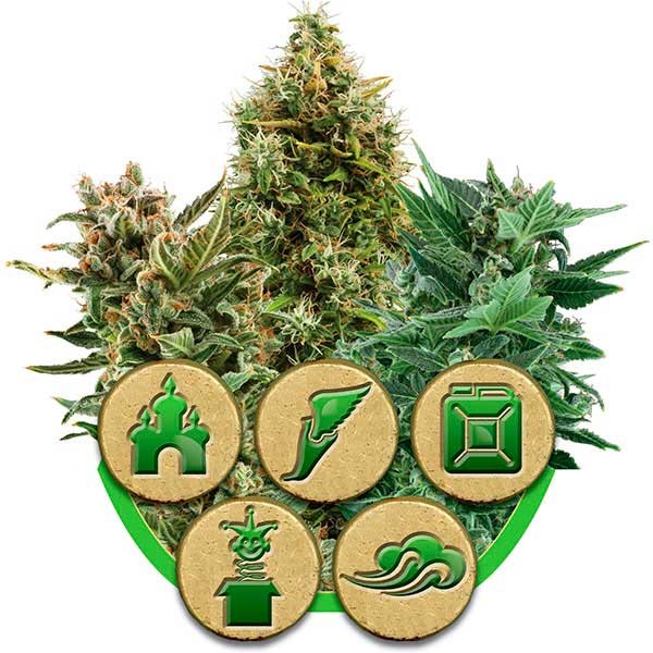 Qué son las semillas de marihuana autoflorecientes? - Royal Queen Seeds