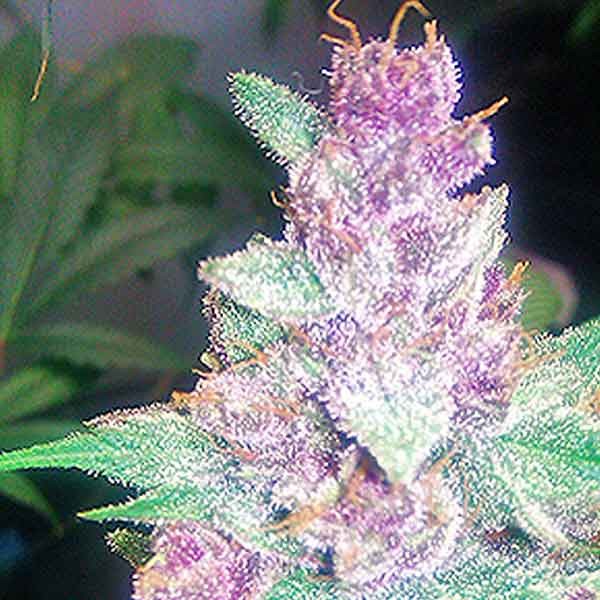 Grape Kush - 6 Seeds - Comprar Semillas de Marihuana de The Cali