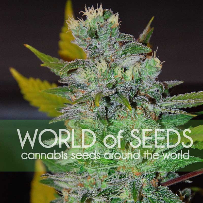 S*O様 dugudagii SPACE WEEDS Space - Comprar Semillas de Marihuana de World of Seeds