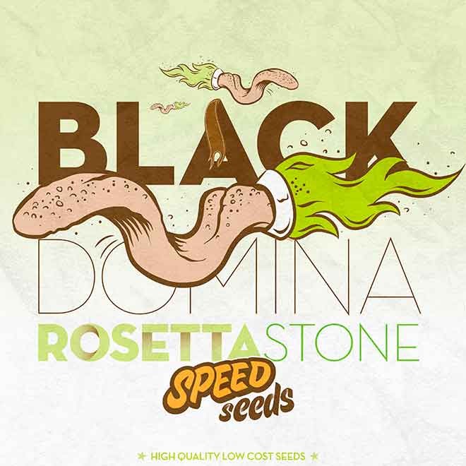 BLACK DOMINA X ROSETTA STONE - Speed Seeds