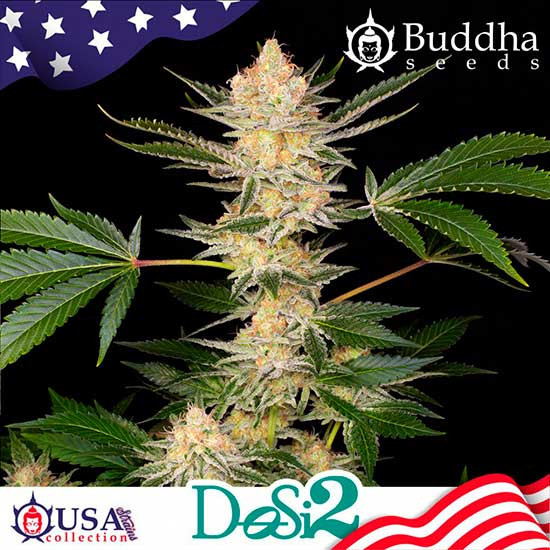 BUDDHA DOSI2 - Buddha Seeds