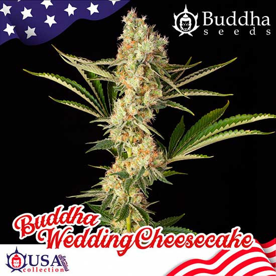 BUDDHA WEDDING CHEESECAKE - Buddha Seeds