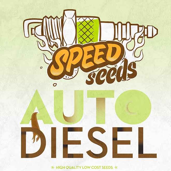 DIESEL AUTO (SPEED SEEDS) - Speed Seeds