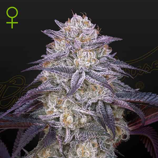 KING'S JUICE AUTO -  - Delicious Seeds