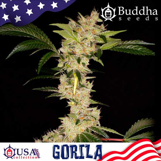 GORILA - Buddha Seeds