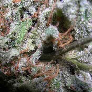 Indica Champions Pack - Paradise Seeds