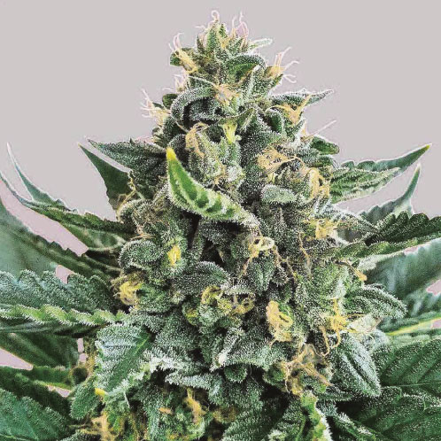 Space - Comprar Semillas de Marihuana de World of Seeds