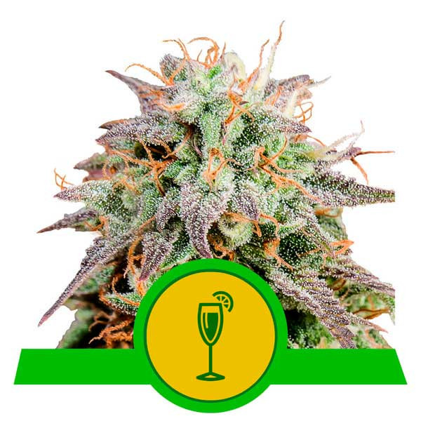 Mimosa Automatic -  - Delicious Seeds