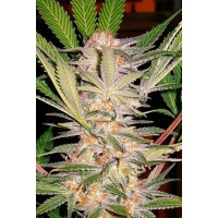 Comprar S.A.D. Sweet Afghan Delicious S1