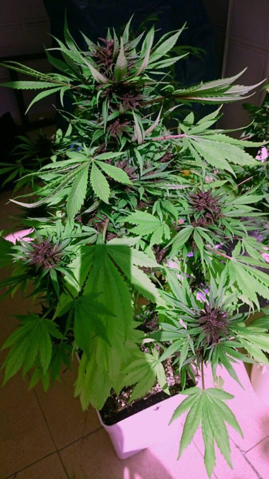 Dark Purple Auto Autoflowering Cannabis Seeds Delicious Seed