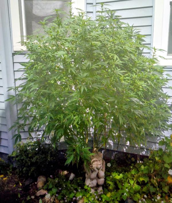 Buy Marijuana Seeds Purple Mango Kush Feminized