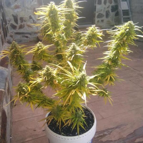 esqueje1-cotton-candy-kush-early-4oct2022-15ltrs_1686955524.jpg