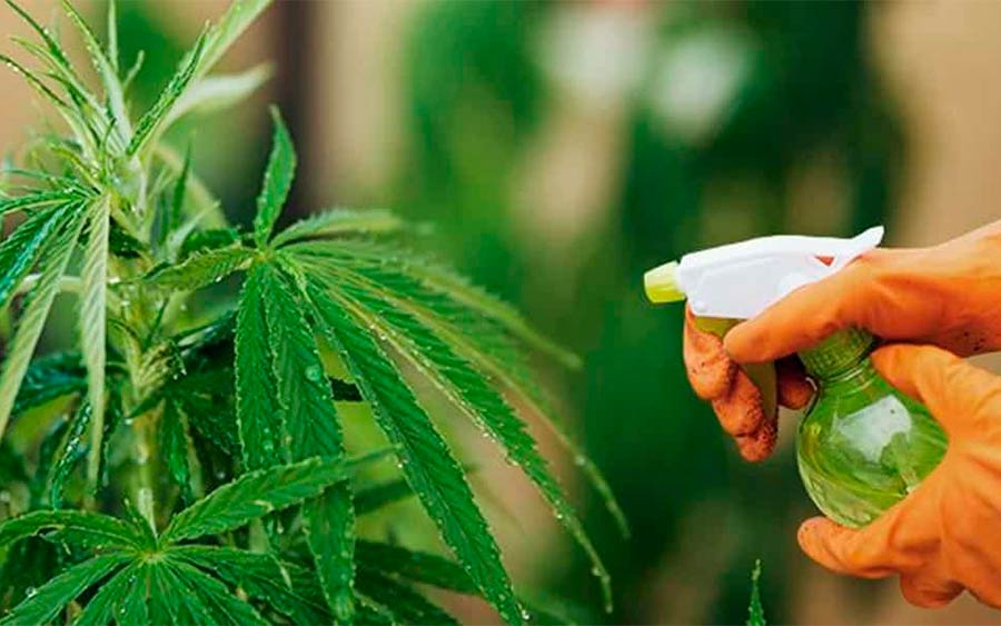 Autoflower marijuana autoflower plant - Where to get plant autoflower online