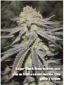 Sugar Black Rose