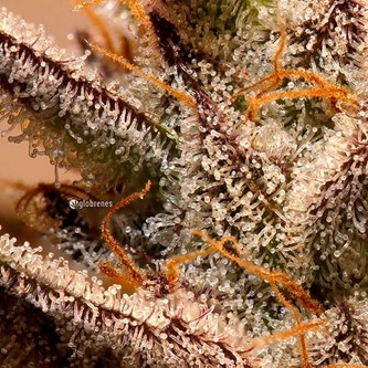 Milky Trichomes