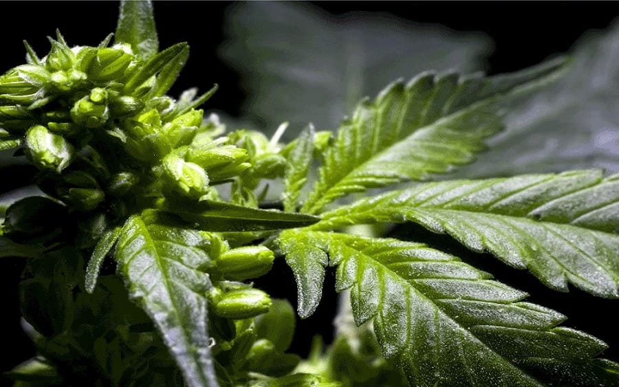 planta marihuana hermafrodita