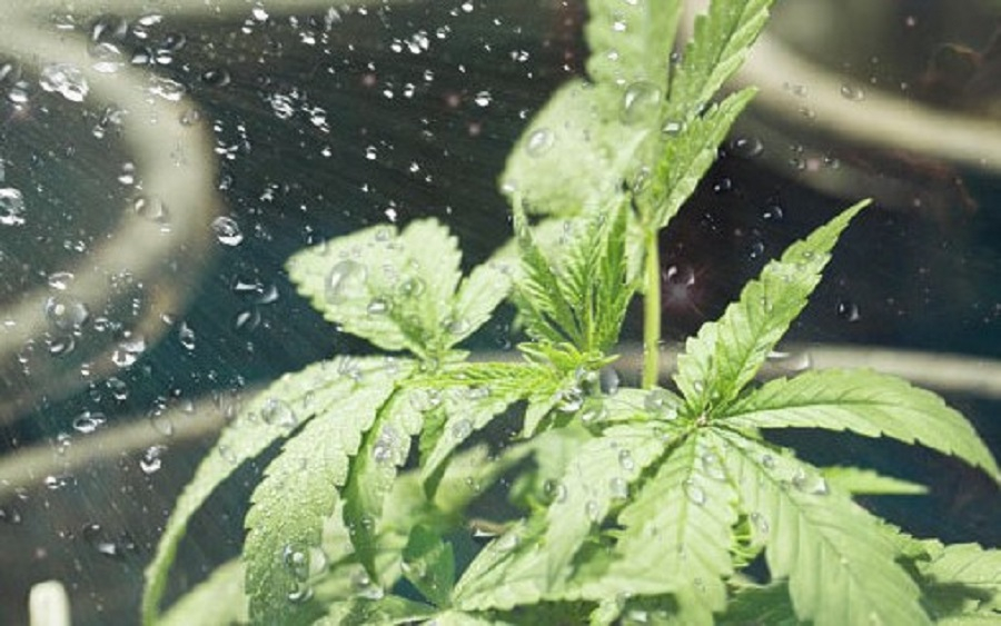 when to stop watering pot plants