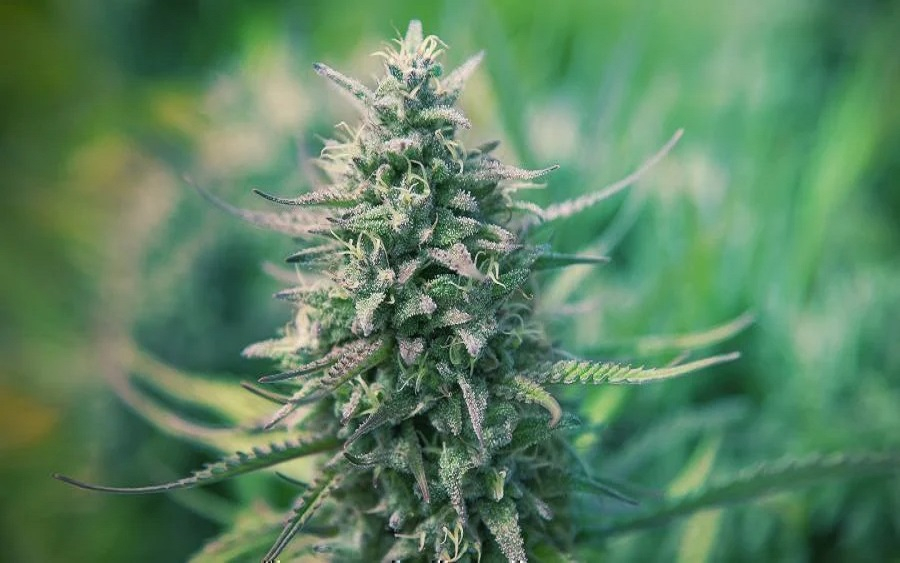 Blog Growing autoflowers outdoors